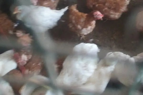 Baytar Pet Shop - Resim 18