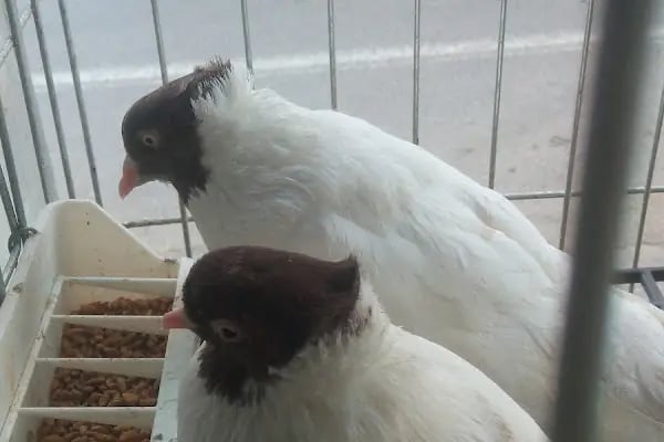 Baytar Pet Shop - Resim 17