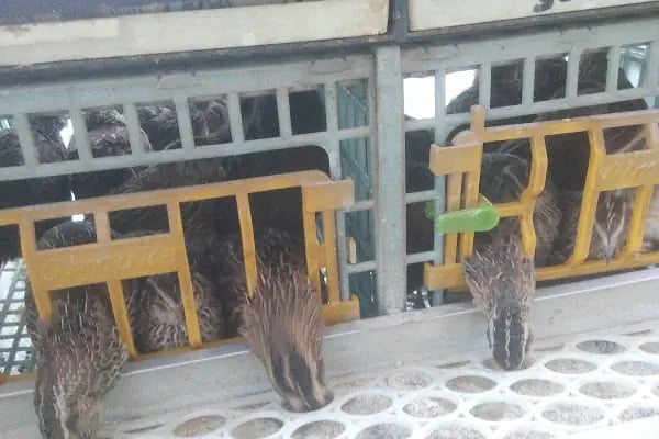 Baytar Pet Shop - Resim 1