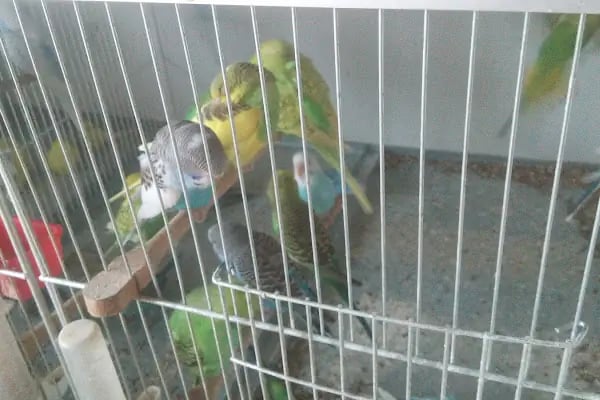 Baytar Pet Shop - Resim 19
