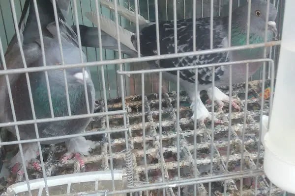 Baytar Pet Shop - Resim 11