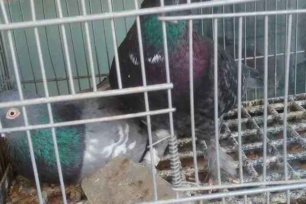 Baytar Pet Shop - Resim 15