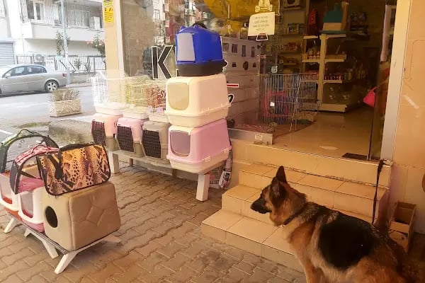 K9 Esra Petshop - Resim 13