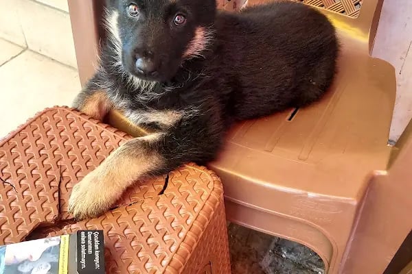 K9 Esra Petshop - Resim 16