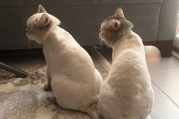 Lena Veteriner Kliniği - Resim 2