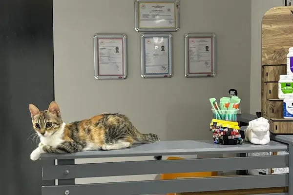Lena Veteriner Kliniği - Resim 5