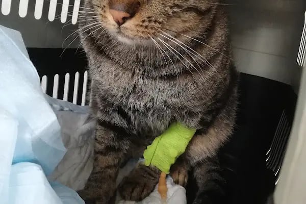 Pi Veteriner Kliniği - Resim 5