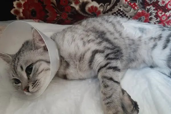 Pi Veteriner Kliniği - Resim 10