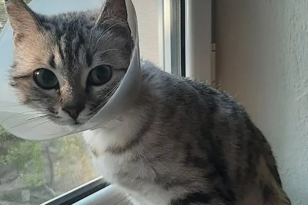 Pi Veteriner Kliniği - Resim 9