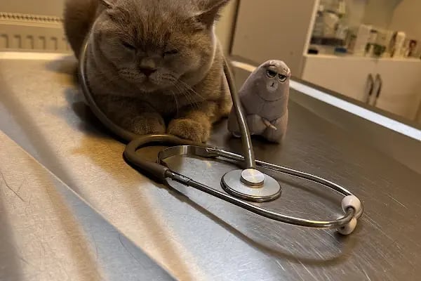 Pi Veteriner Kliniği - Resim 19