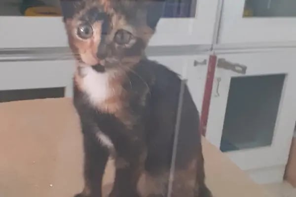 S Veteriner Kliniği - Resim 6