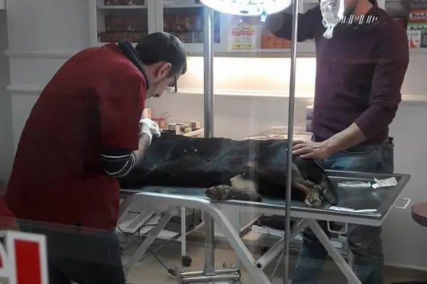 S Veteriner Kliniği - Resim 4