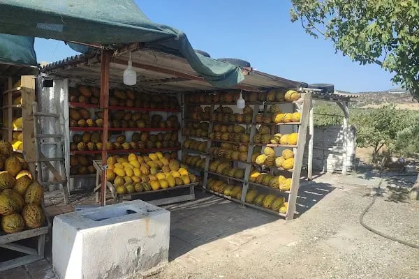 Salimin yeri kavun işletmesi - Resim 5