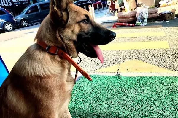 PET KUAFÖR çayırova Doğa Akvaryum petshop - Resim 17