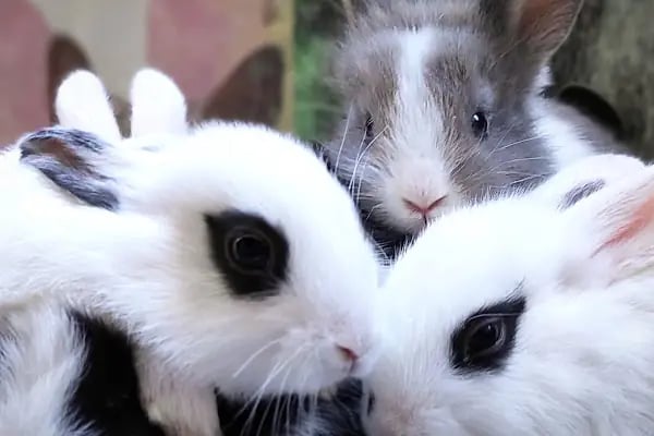 PET KUAFÖR çayırova Doğa Akvaryum petshop - Resim 6