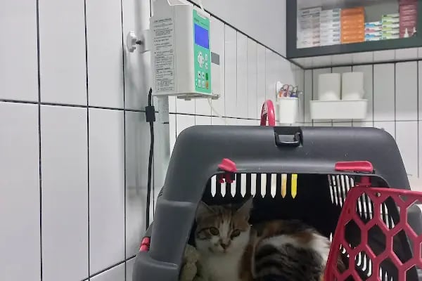 Borvet Veteriner Kliniği - Resim 16