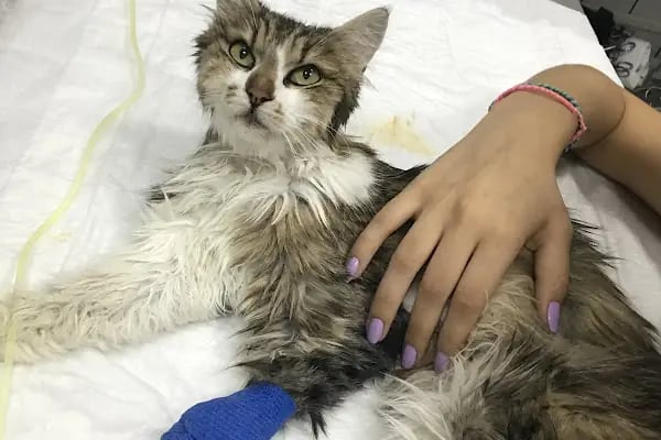 Borvet Veteriner Kliniği - Resim 2