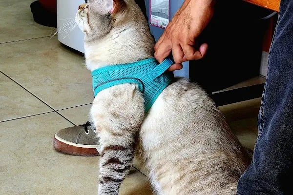 Borvet Veteriner Kliniği - Resim 9
