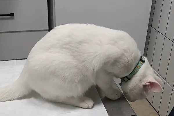 Borvet Veteriner Kliniği - Resim 14