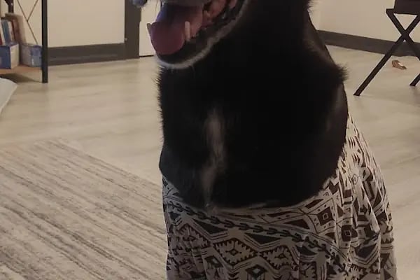 Borvet Veteriner Kliniği - Resim 19