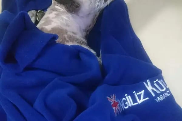 Doğuş Veteriner Kliniği - Resim 5