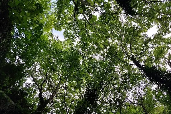 Aglayan Kaya şelalesi hocanın yeri - Resim 15