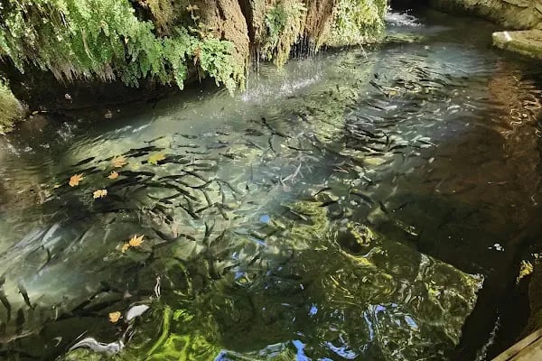 Aglayan Kaya şelalesi hocanın yeri - Resim 9