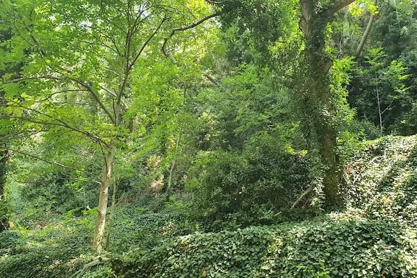 Aglayan Kaya şelalesi hocanın yeri - Resim 19