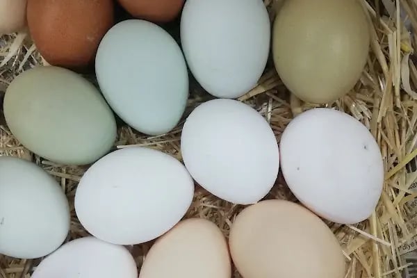 (DURANLAR FİNİKE)GÜNEY TOROSLAR süt ürünleri ve tavuk şarkuteri - Resim 20