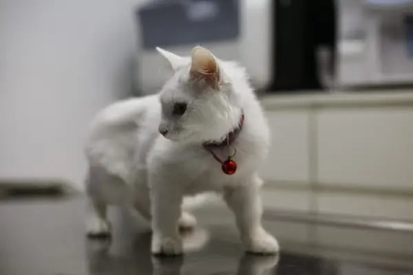 Apex Veteriner Kliniği - Resim 8