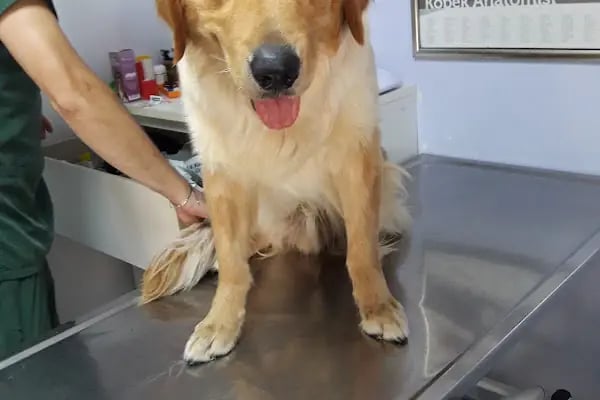 Apex Veteriner Kliniği - Resim 15