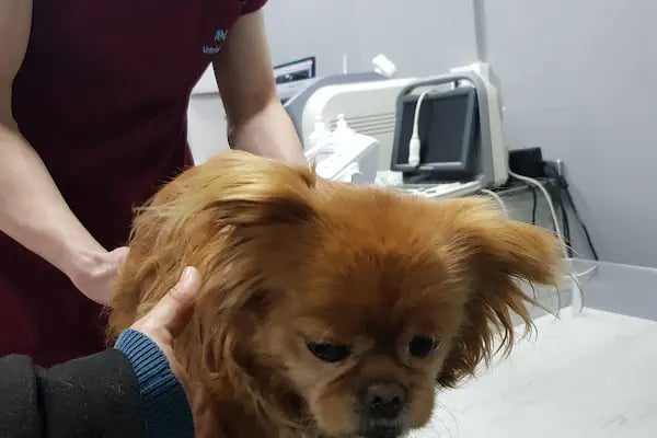 Apex Veteriner Kliniği - Resim 13