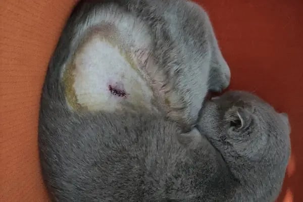Asyam Veteriner Kliniği - Resim 16