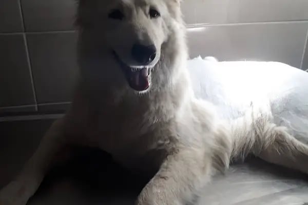 Asyam Veteriner Kliniği - Resim 8