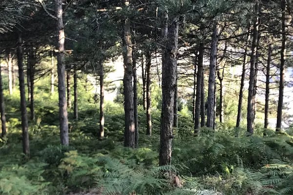 Dağ Evi Mangal Kuzu Çevirme - Resim 9
