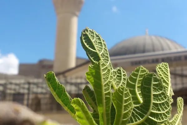 Ahmet Molla Cami - Resim 6