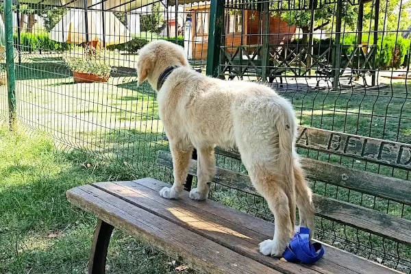Hayal Park Yüzme Havuzu - Resim 13