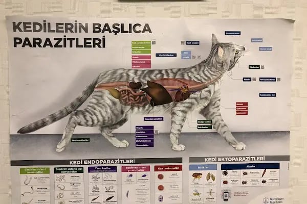 Kılıçarslan Veteriner Kliniği - Resim 16