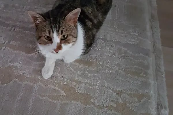 Kılıçarslan Veteriner Kliniği - Resim 8