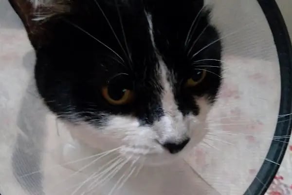 Ataköy Veteriner Kliniği - Resim 6