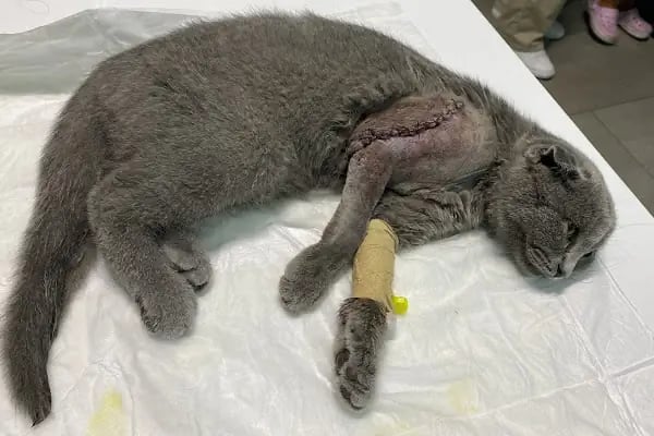 Ataköy Vetra Veteriner Kliniği - Resim 8