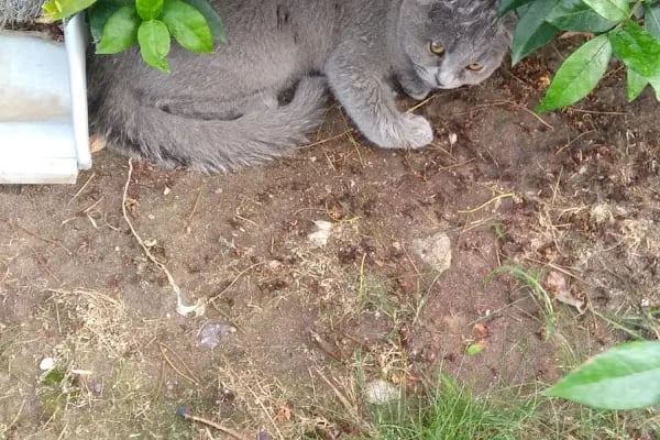 Ataköy Vetra Veteriner Kliniği - Resim 10