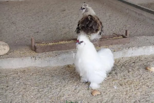 Tekirdağ Çorlu Hayvanat Bahçesi - Resim 18