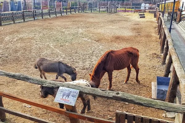 Tekirdağ Çorlu Hayvanat Bahçesi - Resim 11