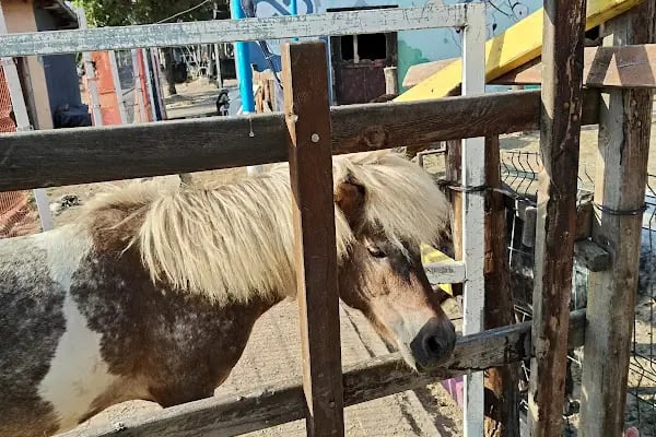 Tekirdağ Çorlu Hayvanat Bahçesi - Resim 14