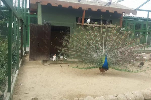 Tekirdağ Çorlu Hayvanat Bahçesi - Resim 1