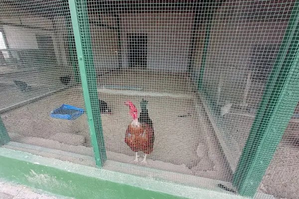 Tekirdağ Çorlu Hayvanat Bahçesi - Resim 2