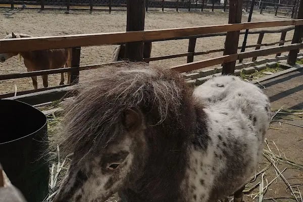 Tekirdağ Çorlu Hayvanat Bahçesi - Resim 12