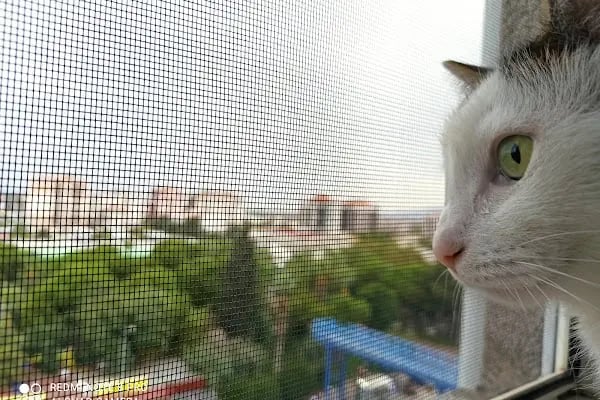 Çınar Veteriner Polikliniği - Resim 12