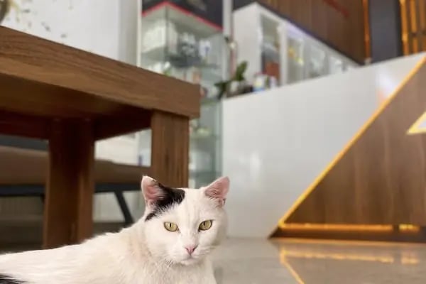 Çınar Veteriner Polikliniği - Resim 9
